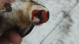 Ловля клестов 30 октября 2021 год