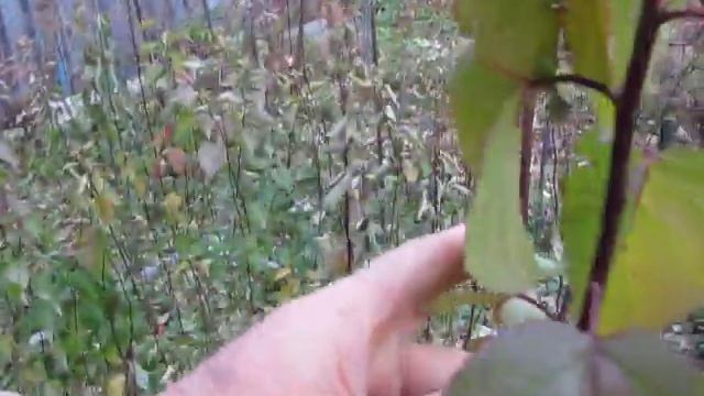 Отбор гибрида смотреть онлайн