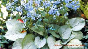 Бруннера крупнолистная (brunnera macrophylla) 🌿 бруннера обзор: как сажать саженцы бруннеры