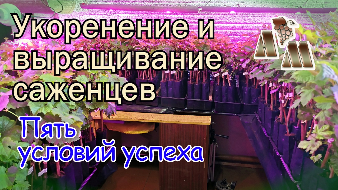 ? Пять главных условий успешного выращивания саженцев винограда