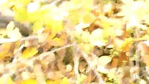 Прививка яблони осенью часть 3.Прививка яблони в расщеп.Как прививать яблоню в расщеп осенью