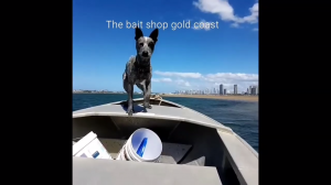 Австралийская пастушья собака соревнуется с лодкой