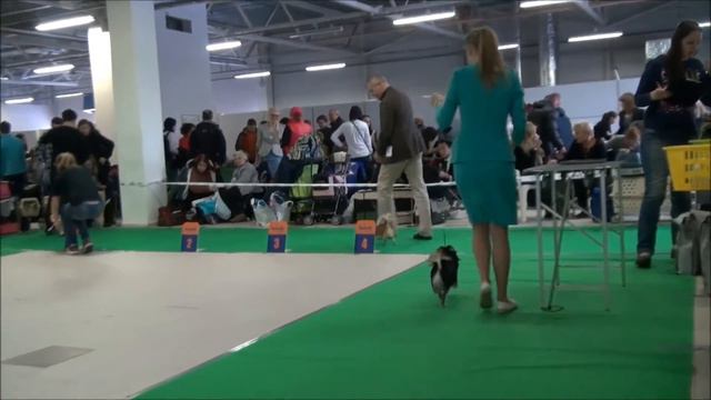 моно 03.12.2016. "Союз Профи"(ПК) ринг Д/Ш смотреть онлайн