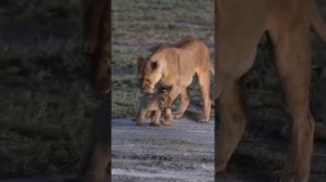 Мамы львицы и львята.. Мамин день.. #animals #животные #лев #africa