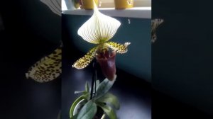 Венерин башмачок ,пафиопедилум, пафиопедилюм, paphiopedilum