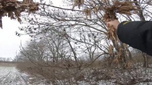 Снегирь. Ловля певчих птиц.