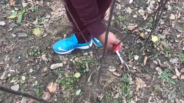 How to prune one or two year old plant | सेब के छोटे पेड़ में कटिंग कैसे करे Step by Step | смотреть онлайн