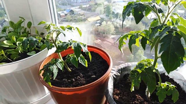 Мой огород на балконе.