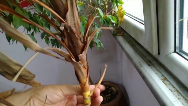 ?СПАСАЕМ ПАЛЬМУ ХАМЕДОРЕЮ. Что с ней не так?