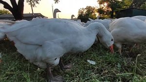 Гуси мамуты пасутся и маленькие таксики