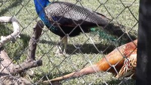 Зоопарк Баба Фрося