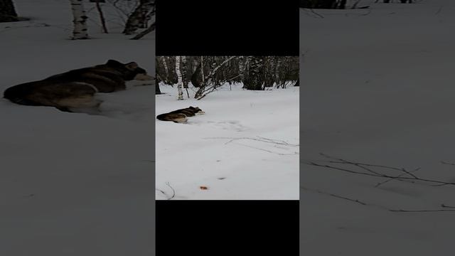 Умка-покоритель весенних снежных сугробов