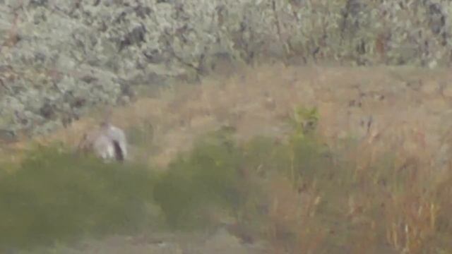 ЗАЯЦ-РУСАК РЕШИЛ ИЗОБРАЗИТЬ "БЕГ КОСУЛИ" смотреть онлайн