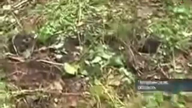 Челябинский охотник снял ЙЕТИ  на пару часиков!