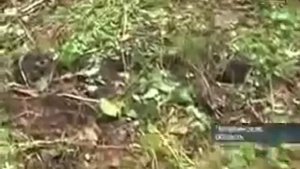 Челябинский охотник снял ЙЕТИ, на пару часиков!)))))