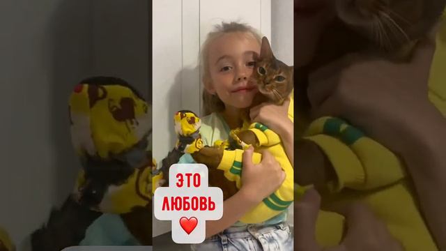 Абиссинская кошка Как мы пытались одеть кошку