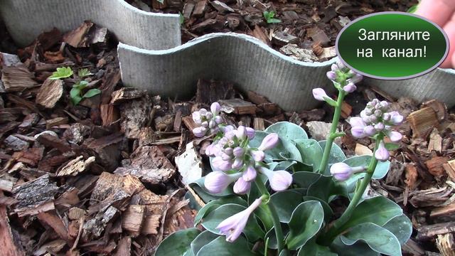 Хоста миниатюрная в саду!  Почему я так поступила?