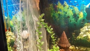 раки в аквариуме, день 4-й.