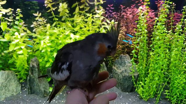 🐦 Продолжаем знакомство в кореллкой