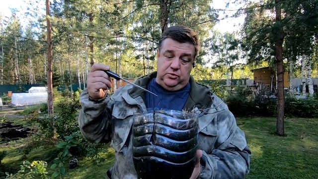 Размножение голубики. Как укоренить голубику.