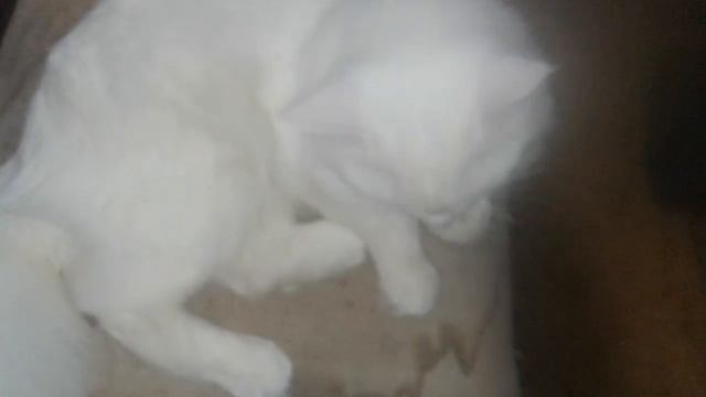 Мои кошки 1 часть Рыся и Снежа смотреть онлайн