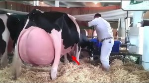 Фермер не мог перестать кричать, когда увидел, что родила корова...