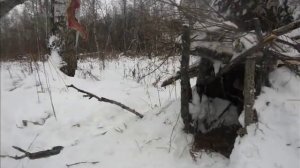 Устоновка капканов на лису