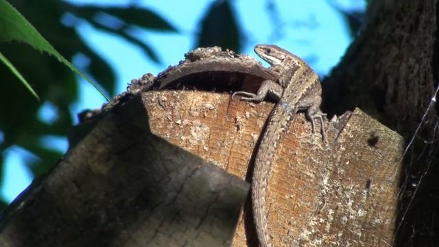 Микро микро: Зачем ящерице хвост? смотреть онлайн