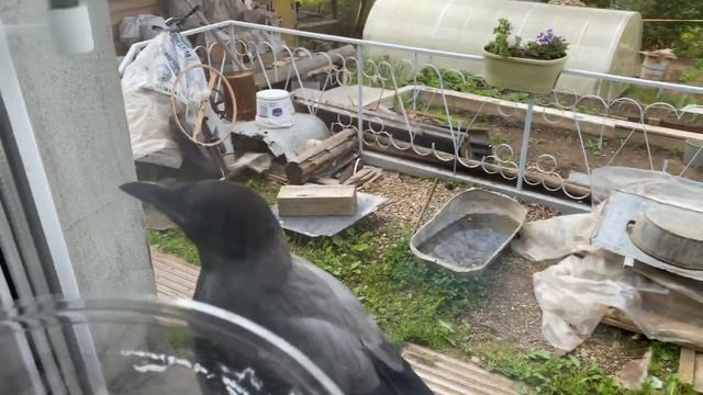 Верхом на вороне: в поисках пропавшей черешни! смотреть онлайн