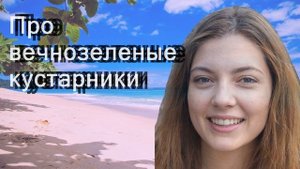 Про вечнозеленые кустарники