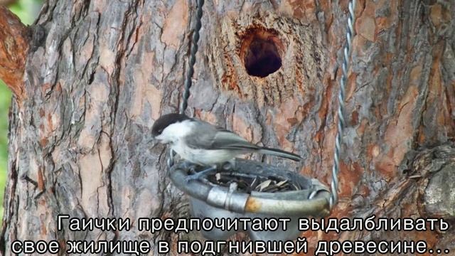 Гаичка - забавная птичка сибирского леса\Gaichka is a funny bird of the Siberian forest смотреть онлайн