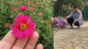 Астра новобельгийская или сентябринки  цветет до поздней осени