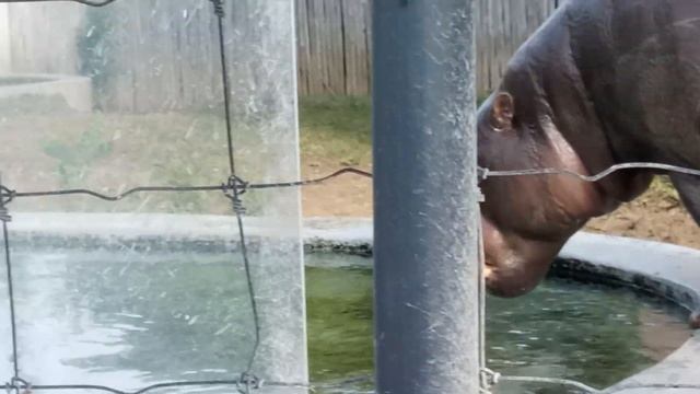 Why does the zoo have a hippopotamus смотреть онлайн