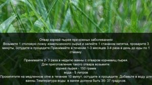 Пырей сорняк который лечит