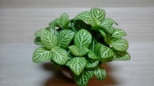 Как ухаживать за фитонией .