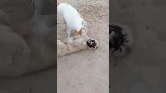 алабай и кавказская овчарка, Caucasian shepherd dog & central asian dog, alabai смотреть онлайн