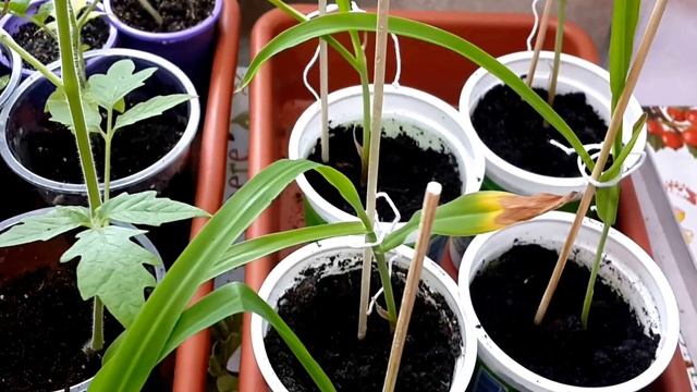 ✅ Как вырастить кукурузу рассадой. Мои разочарования смотреть онлайн