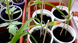 ✅ Как вырастить кукурузу рассадой. Мои разочарования