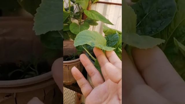 Small vegetable garden