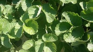 Клубника КСД СЕНСАЦИЯ. Обзор саженцев с закрытой корневой системой.