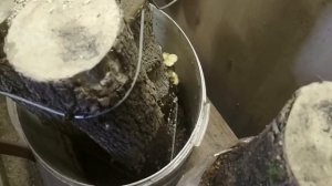 Опенок зимний  Фламмулина  Выращивание в гараже  Эксперимент Часть 3