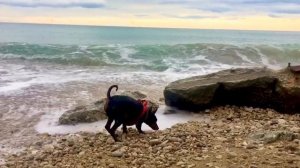 Цвергпинчер и волна