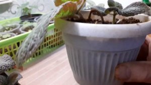 Эписция.Удобрение и содержание.Формирование красивого цветка.