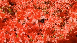 С Добрым Утром! Хорошей Субботы! Самое Красивое Пожелание Доброго Утра! Музыкальная Открытка