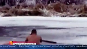 Мужчина полез в ледяную воду, чтоб спасти собаку. 04.02.2018.