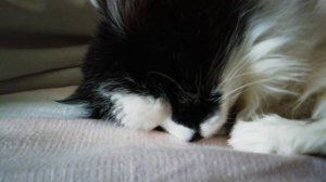 Кошка храпит во сне