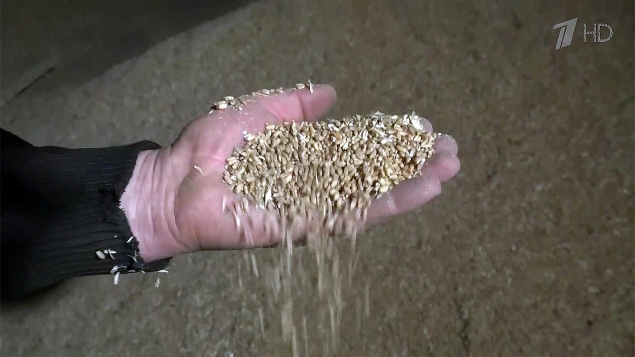 В ДНР удалось собрать и сохранить рекордный урожай пшеницы