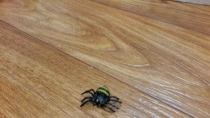 Наши игрушки - насекомые.