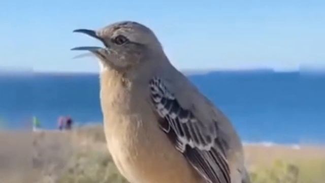 Колыбельная стихи Нины Павленко музыка Виктора Денисенко - исполняет Ирина Деева 05.10.2021г.