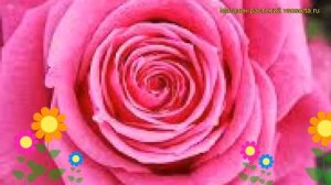 Роза чайно-гибридная Черри-О. Краткий обзор, описание характеристик, где купить саженцы Cherry-O!